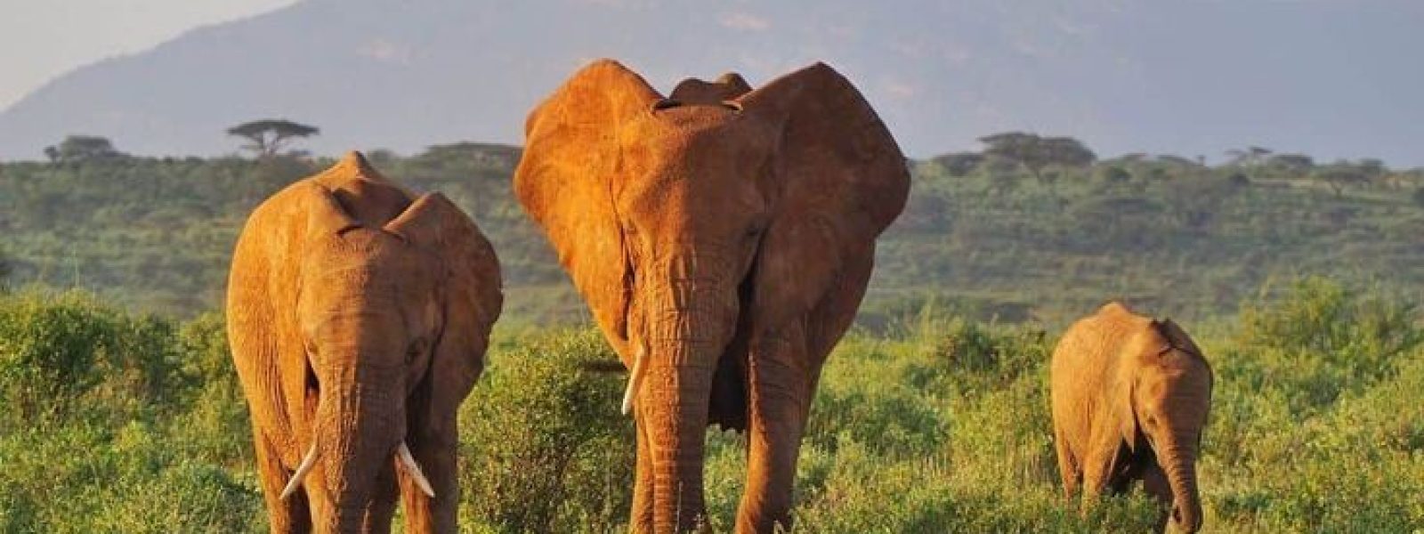 Samburu National Reserve