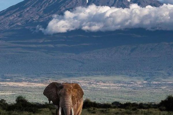 The “Kilimanjaro & The Kings” Safari (6 Days)