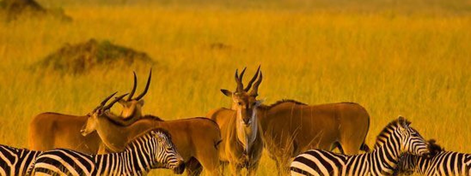 Maasai Mara National Reserve