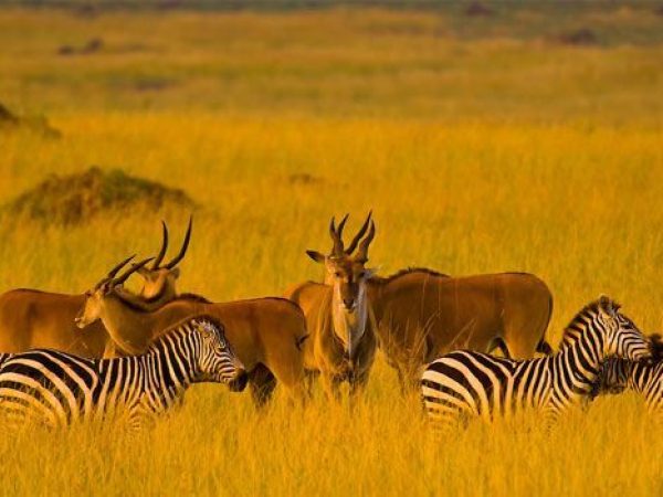 Maasai Mara National Reserve